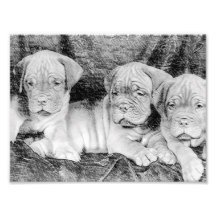 Dogue de bordeaux puppies photographic print