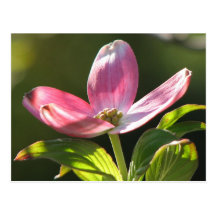 Dogwood Bloom Post Card