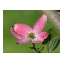 Dogwood Bloom Post Cards