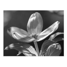 Dogwood Bloom Post Cards