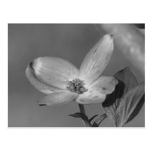 Dogwood Bloom Postcard