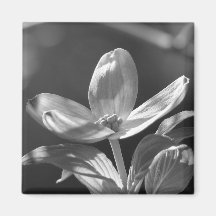 Dogwood Bloom Refrigerator Magnet
