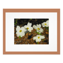 Dogwood Delight #1B Photo