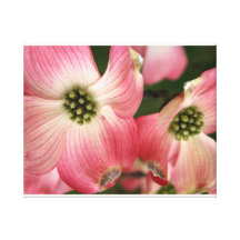 dogwood flowers stretched canvas prints