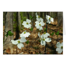 Dogwood Greeting Card