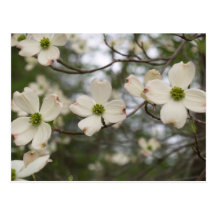 dogwood postcard