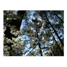 dogwood postcard