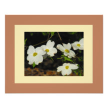 Dogwood Print Photo Print