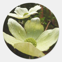 Dogwoods and Redwoods Sticker