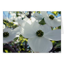Dogwoods Cards