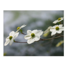 Dogwoods in Bloom... Postcards