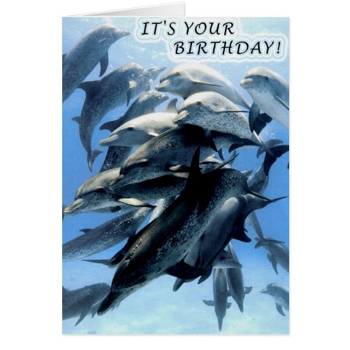 Dolphin birthday party card