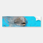 Dolphin Bumper Sticker