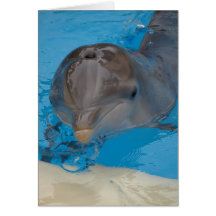Dolphin Card