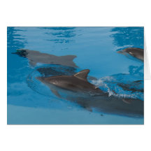 Dolphin Cards