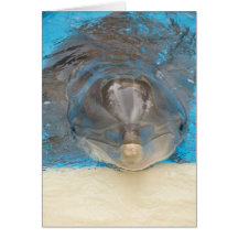 Dolphin Cards