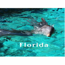 dolphin coming out of teal clear water florida.jpg cut outs