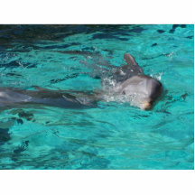 dolphin coming out of teal water full page photo cut out