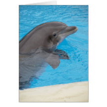 Dolphin Greeting Card