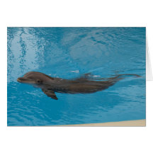 Dolphin Greeting Cards