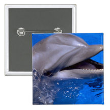 Dolphin Pinback Button