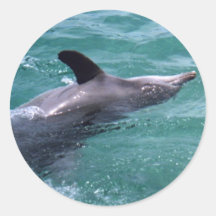 Dolphin Sticker