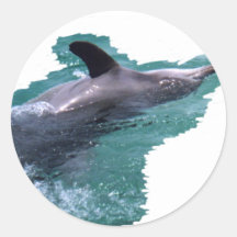 Dolphin Sticker