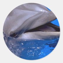 Dolphin Stickers
