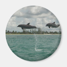 dolphins flying in the seas magnet