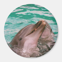 Dolphins Fridge Magnets