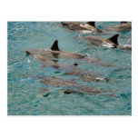 Dolphins Post Card