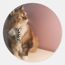Domestic cat in a business Tie pic 2 Sticker