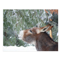 Donkey Holiday Postcard