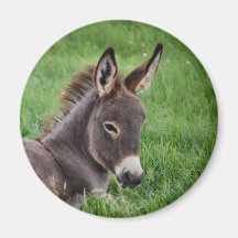 Donkey In The Grass Fridge Magnet