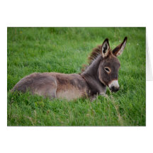 Donkey In The Grass Greeting Card