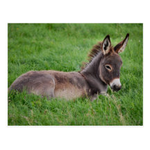 Donkey In The Grass Postcards
