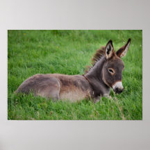 Donkey In The Grass Posters