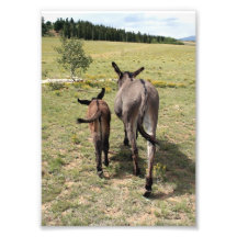Donkey "Tales" Photo Art