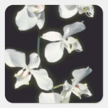 Doris P. Benson's (Phalaenopsis) flowers Stickers