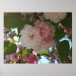 Double Blossoming Cherry Trees I Print
