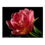 Double Tulip Blooms Spring Flower Postcard