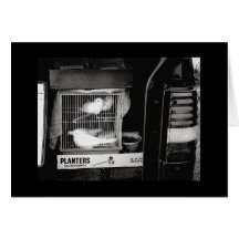 Doves in a Cage Cards