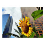 Downtown Los Angeles Skyscrapers Postcard