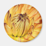 DPuget Sound Dahlia Association Show 2009 Refrigerator Magnets