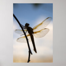 Dragon At Rest Poster