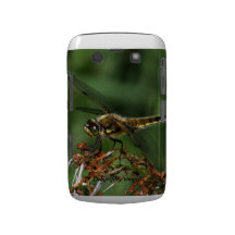 Dragonfly-delightfully winged blackberry bold cover
