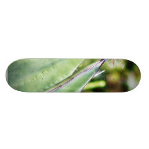 Dragonfly Dragonflies Cactuses Skate Boards