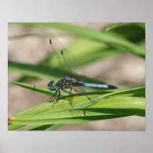 Dragonfly Frozen in Time Posters