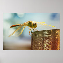 Dragonfly Print