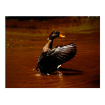 Dreaming Of Flight Post Card